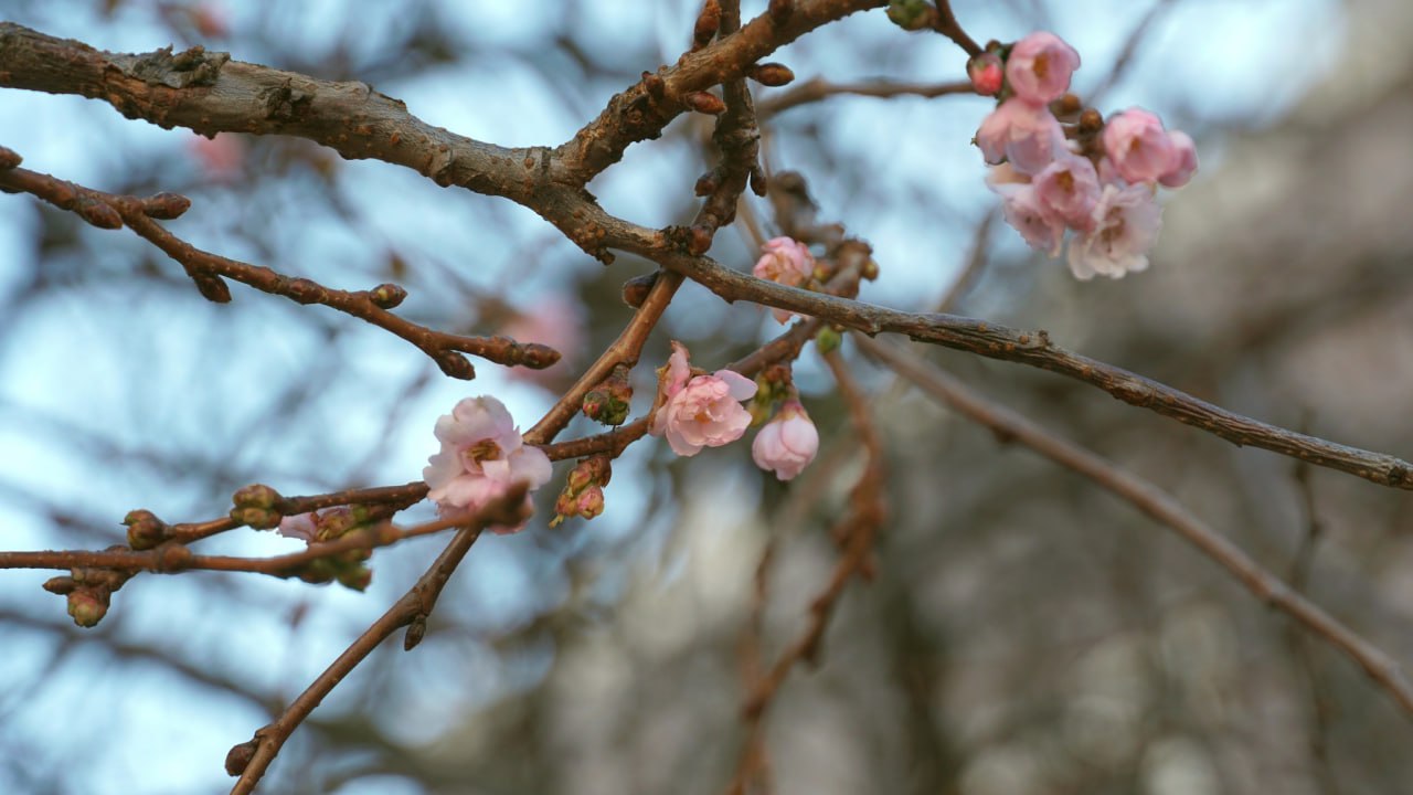 Поки в країні морози. В Мукачево розквітла "шалена" сакура (фото)